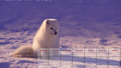 Animals Calendar February 2023 - Free to Print