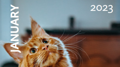 Cats Calendar January 2023 - Free to Print