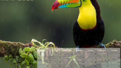 Free to Print Animals Calendar for May 2023