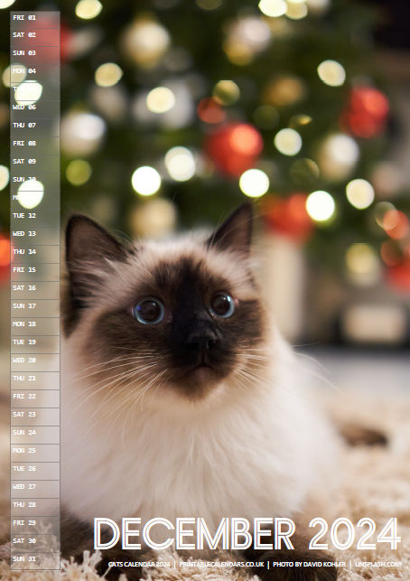 Cats Calendar - 2024