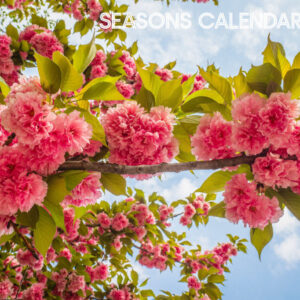 Seasons Calendar - 2024