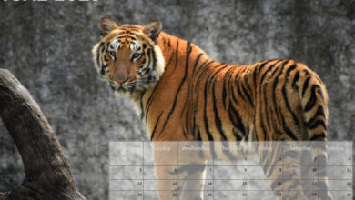 Animals Calendar - June 2023 - Free to Download