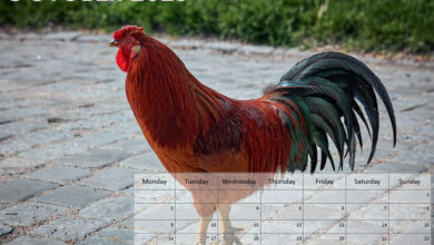 Animals Calendar - October 2023