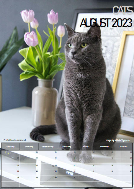 Cats Calendar - August 2023 - Free to Print