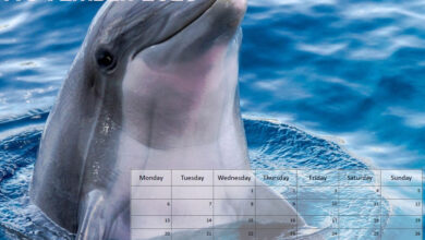 Animals Calendar - November 2023