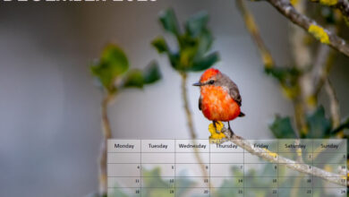 Animals Calendar - December 2023 - Free to Download