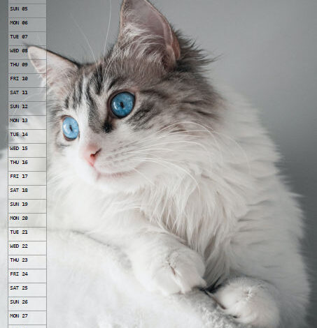 Cats Calendar - May 2024